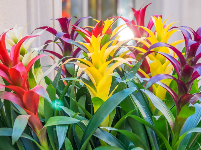 Bromelia