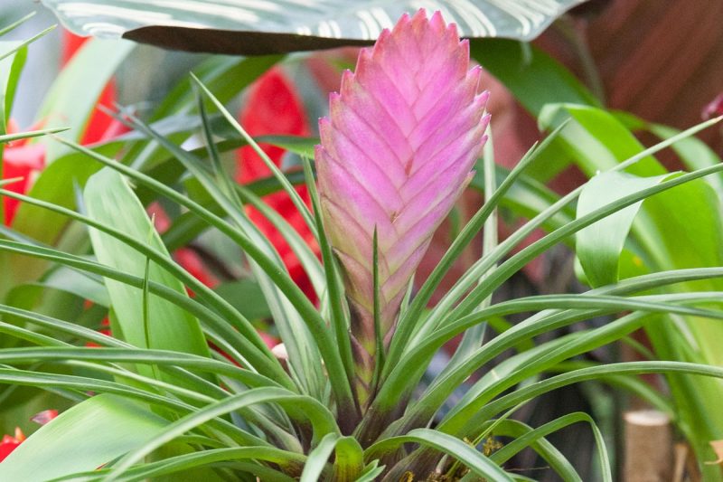 Tillandsia