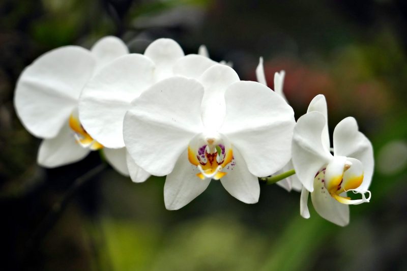 Orchidée